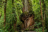 Ein riesiger, knorriger Baumstamm sticht in der Nähe eines Holzweges hervor, Chaitén, Los Lagos, Patagonien, Chile, Südamerika