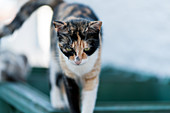 Katze in den Straßen von Skiathos, Griechenland