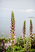 Flora on Llanquihue Lake, Puerto Varas, Region de los Lagos, Chile, South America