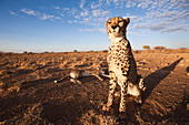 Männliche junge Geparde, Acinonyx jubatus, Kalahari Becken, Namibia