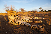 Männlicher junger Gepard, Acinonyx jubatus, Kalahari Becken, Namibia