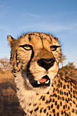 Male cheetah, Acinonyx jubatus, Kalahari Basin, Namibia