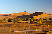 Big Mama Düne im Sossusvlei Areal, Namib Naukluft Park, Namibia