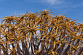 Krone eines Köcherbaum, Aloidendron dichotomum, Keetmanshoop, Namibia