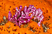 Pink sea divorce colony, Didemnum moseleyi, Kimbe Bay, New Britain, Papua New Guinea