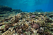 Healthy hard coral reef, Acropora, Kimbe Bay, New Britain, Papua New Guinea