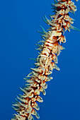 Partner shrimp on black coral, Pontonides unciger, Kimbe Bay, New Britain, Papua New Guinea