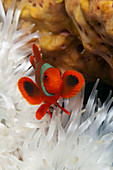 Stachel-Anemonenfisch, Premnas aculeatus, Kimbe Bay, New Britain, Papua Neuguinea