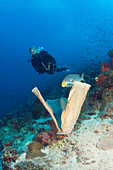 Divers on coral reef, New Ireland, Papua New Guinea