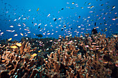 Fahnenbarsche über Korallenriff, Anthias sp., New Ireland, Papua Neuguinea