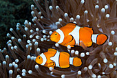 Orange-Ringel-Anemonenfische, Amphiprion ocellaris, New Ireland, Papua Neuguinea