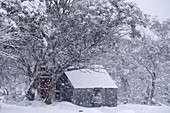 Hütte in einem Schnee-Eukalyptuswald nahe Dinner Plain, Alpine National Park, Victoria, Australien