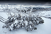 Snow eucalyptus after a snow storm in the Mt. Hotham ski area. In the background Mt. Feathertop, Victoria, Australia
