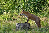 France, Doubs, red fox (Vulpes vulpes), fox cub playing with an old dead wood trunk in a meadow near the forest