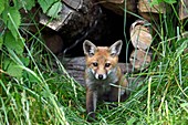 France, Doubs, Red Fox (Vulpes vulpes), Fox leaving a pile of wood stored near the forest