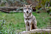 Frankreich, Moselle, Rhodos, Wildpark St. Croix im Herzen des Regionalparks Lothringen, europäische Wölfe (Canis lupus lupus)