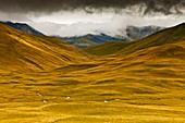 Frankreich, Isere, Nationalpark Écrins, das Plateau d'Emparis