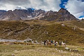 France, Savoie, massive Cerces to the Galibier, hiking with llamas