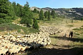 France, Alpes de Haute Provence, Le Lauzet Ubaye, Col Bas, sheep transhumance