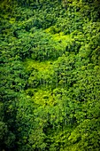 Frankreich, Guayana, Amazonaspark Französisch-Guyana, Vegetation mit dem Stigma des illegalen Goldwaschens (Luftaufnahme)