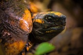 France, Guyana, French Guyana Amazonian Park, heart area, Mount Itoupe, rainy season, portrait of a tortoise (Chelonoidis denticulata) on litter the undergrowth (700 m)