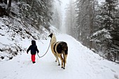 France, Savoie, Valley Maurienne, Valloire, Col du Telegraphe, walks with llamas