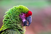 France, Maine et Loire, Zoo Bioparc of Doue La Fontaine, great green macaw (Ara ambiguus)