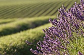 Frankreich, Alpes-de-Haute-Provence, Regionaler Naturpark Verdon, Valensole-Hochebene, Lavendelfeld während der Ernte