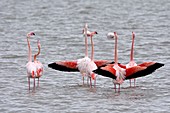 France, Bouches du Rhone, Regional Park of Camargue, Saintes Maries de la Mer, bird park Pont de Gau, Flamingos (Phoenicopterus roseus) in nuptial parade