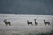 France, Doubs, Brognard, natural area of Allan, deer herd in winter