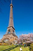 Frankreich, Paris, Stadtgebiet, UNESCO Weltkulturerbe, Champs de Mars, Eiffelturm im Frühjahr mit blühenden Kirschbäumen