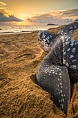 France, Guiana, Cayenne, Gosselin beach, female leatherback turtle (Dermochelys coriacea) nesting in the morning