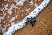 Französisch-Guayana, Cayenne, Strand von Remire-Montjoly, Oliv-Bastard-Jungschildkröte (Lepidochelys olivacea) beim Verlassen des Nests am frühen Morgen auf dem Weg zum Ozean