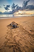 Französisch-Guayana, Cayenne, Strand von Rémire-Montjoly, weibliche Lederschildkröte (Dermochelys coriacea) kehrt nach dem Nisten am frühen Morgen zum Atlantik zurück