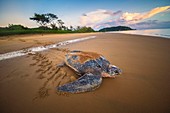 Französisch-Guayana, Cayenne, Strand von Rémire-Montjoly, weibliche Lederschildkröte (Dermochelys coriacea) kehrt nach dem Nisten am frühen Morgen zum Atlantik zurück