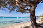 France, Var, Iles d'Hyeres, national park of Port-Cros, Island of Porquerolles, the beach of Coutarde