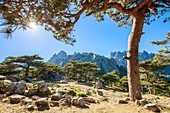 Frankreich, Corse-du-Sud, Quenza, Wald der Korsischen Schwarzkiefer (Pinus Nigra Corsicana), Bavella-Pass (1218 m), im Hintergrund die Aiguilles de Bavella (alt max: 1855 m)