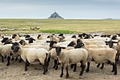 France, manche, Bay of Mont Saint Michel listed as World heritage by UNESCO, flock of salt meadow sheeps and Mont Saint Michel in the background