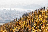 Frankreich, Drome, Tain-l'Hermitage, Rhône-Tal, Blick auf Tain und Tournon vom Hang und Weinberg der Eremitage aus
