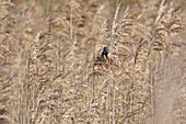 France, Somme, Somme Bay, Bluethroat (Luscinia svecica), reed beds in the Marquenterre park