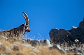 Frankreich, Alpes-de-Haute-Provence, Nationalpark Mercantour, Haut-Verdon, Erwachsener männlicher Steinbock (Capra ibex) auf dem Lawinenberg
