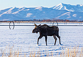 Moose walking on snow