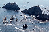 France, Finistère, Camaret sur mer, Maritime festival of Brest 2016, the great parade between Brest and Douarnenez on 19 July 2016, traditional boats in the Tas de Pois at the pointe de Pen-Hir (aerial view)