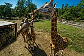 France, Ardeche, Peaugres, Safari de Peaugres, animal park, reticulated Girafe, Giraffa reticulata