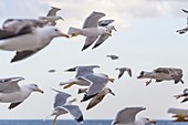 Frankreich, Alpes-Maritimes, Cannes, Möwen fliegen über dem Strand