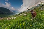 France, Haute-Savoie, Col de la Colombiere, shepherdess and herd of sheep