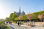 France, Paris, Notre Dame Cathedral on the Ile de la Cite, in the spring