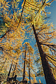 Herbstlicher Wald am Silsersee im Oberengadin, Sankt Moritz im Engadin, Schweiz, Europa\n