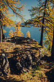 Herbstlicher Wald am Silsersee im Oberengadin, Sankt Moritz im Engadin, Schweiz, Europa\n
