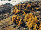 Autumn forest on the Morteratsch Glacier, Upper Engadine, Engadine, Switzerland, Europe